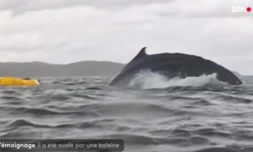 Baleine à bosse