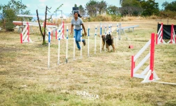 Saint-Paul : un journée organisée à l'occasion de la Semaine nationale du chien