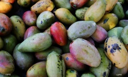 Marché forain du Port - jeudi 13 décembre 2018