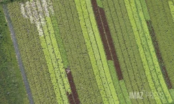 agriculture Illustration 