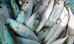 Pêche Cavale 
