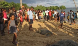Tortues sauvées du braconnage à Madagascar