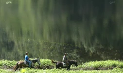 Equitation
