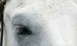 cheval 