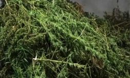 Trafic de stupéfiants : 376 plants de cannabis découverts à Saint-Pierre, un homme placé en garde à vue 