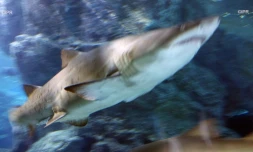 requins 