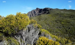 piton des neiges 