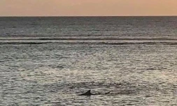 requin, squale, lagon, Saint-Leu, vendredi 22 mars, plage, baignade interdite