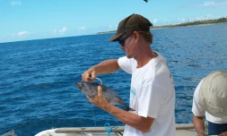 Cap requins