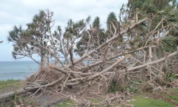 Impact du cyclone Garance et projet de restauration sur la population de vacoas détruits sur le littoral de ChampBorne