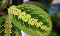 salon Flore et halle