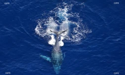 baleines