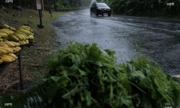 pluie 