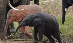Afrique du Sud : un éléphant rose photographié dans une réserve naturelle