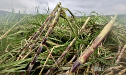 Garance : La Réunion, l'île en phase de sauvegarde