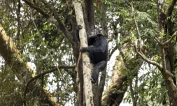 Un chimpanzé dans un arbre, dans un sanctuaire à Freetown, au Sierra Leone, le 24 avril 2025 ( AFP / PATRICK MEINHARDT )