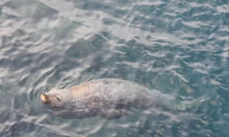 L'éléphante de mer est encore dans les eaux réunionnaises