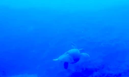 Tortue blessée