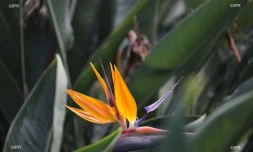 fleur de perroquet 