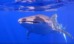 Un requin-baleine observé par les équipes de Globice au large de la Grande Chaloupe