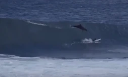 Surfeur percuté par un dauphin 