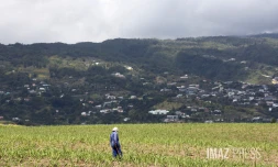 engrais canne à sucre 