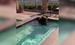 Un ours dans un jacuzzi