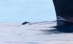 Une cinquantaine de grands dauphins communs Ă la Grande Chaloupe