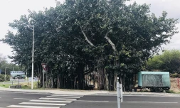 banians, Hermitage, TCO, PAPI, inondations, digue, travaux 