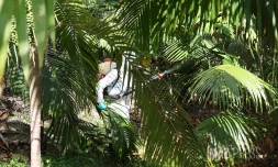 Chikungunya : l'épidémie est déclarée à La Réunion, le préfet déclenche le niveau 3 du dispositif Orsec [?]