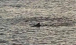 requin, squale, lagon, Saint-Leu, vendredi 22 mars, plage, baignade interdite 
