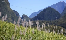canne à sucre 