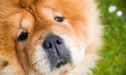 Chow chow