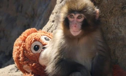 Abandonné par sa mÚre, ce bébé singe ne quitte plus sa peluche et bouleverse les réseaux sociaux