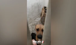 Saint-Denis : la police sauve trois chiens laissés dans une cave 