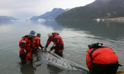 Les narvals, nouveaux alliés insolites de l'étude du climat dans l'Arctique