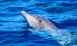 Une trentaine de dauphins identifiés au large de Saint-Denis et du Sud Sauvage