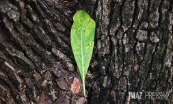 arbre et feuille