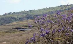 Jacaranda