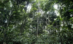 Vulnérables au changement climatique et victimes de déforestation massive, les forêts des tropiques donnent des signes d?essoufflement