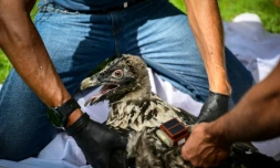 Pascal Orabi, coordinateur du programme LIFE Gyp'Act pour la Ligue de protection des oiseaux (LPO), bague un bébé gypaète barbu avant de le libérer, dans le Parc Naturel Régional du Vercors, près de Treschenu-Creyers, le 13 juin 2025