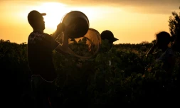 Vendanges dans un vignoble d'Espira-De-L'Agly dans les Pyrénées-Orientales, le 12 août 2020
