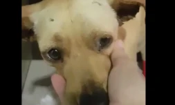 Mac Leod - chien blessé