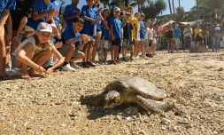La Saline : après deux mois de convalescence, la tortue Timlie regarde l'océan
