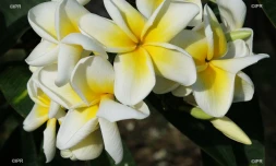 fleurs 