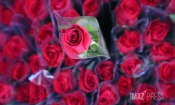 fleur rose 