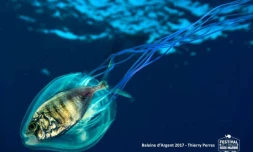 Festival de l\'image sous-marine 2017