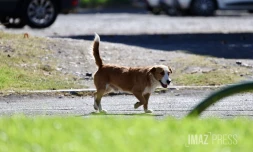 chien errant 