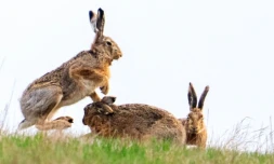 Le lapin a la faculté de s'étendre rapidement: jusqu'à 7 portées annuelles, de 5 lapereaux en moyenne chacune, et une maturité sexuelle dÚs l'ùge de 3-4 mois