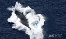 baleines septembre 2023